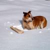 Playing in the snow